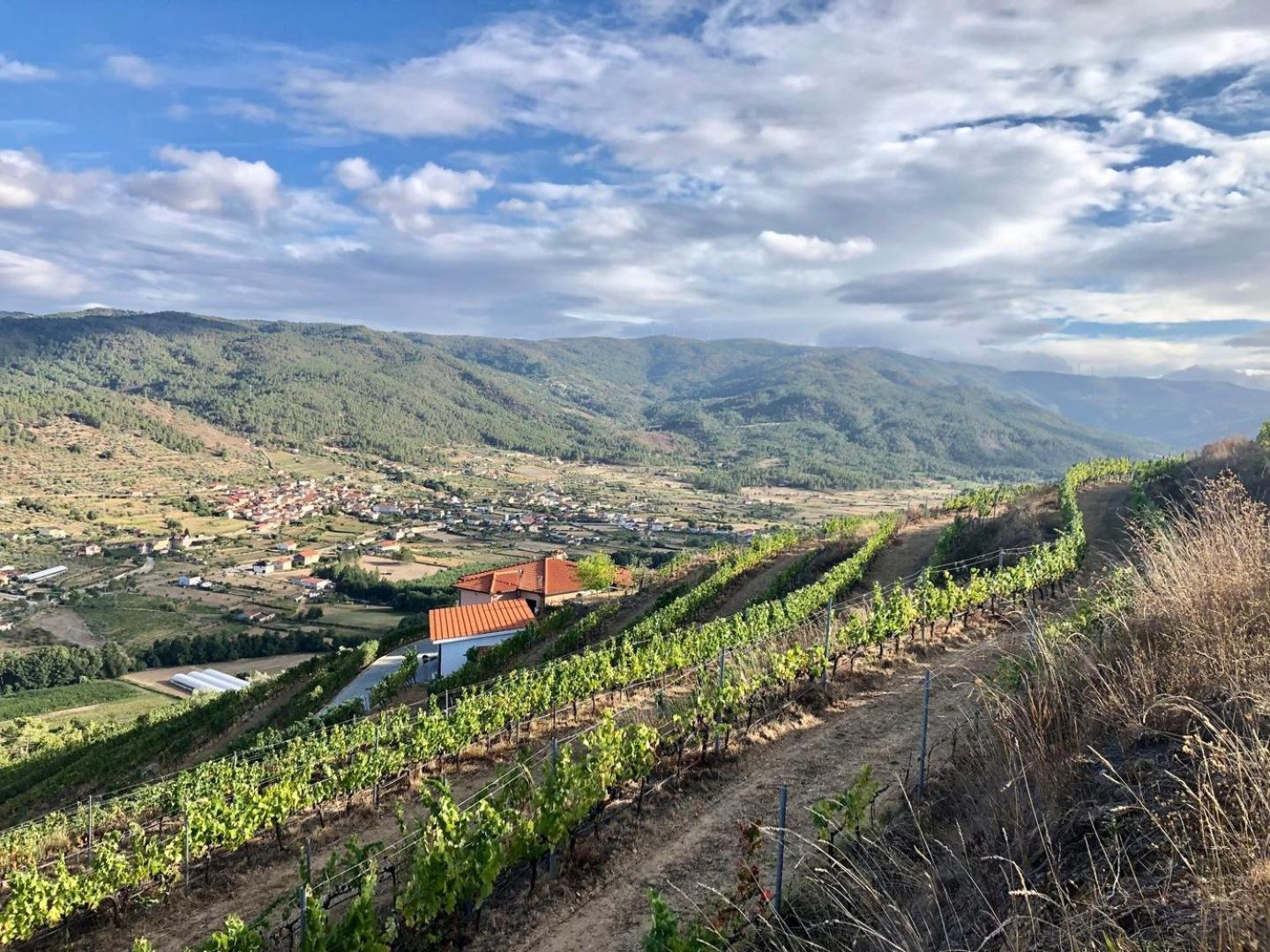 Quinta Da Penada - Vineyard & Winery - Suite 3 Chaves Buitenkant foto